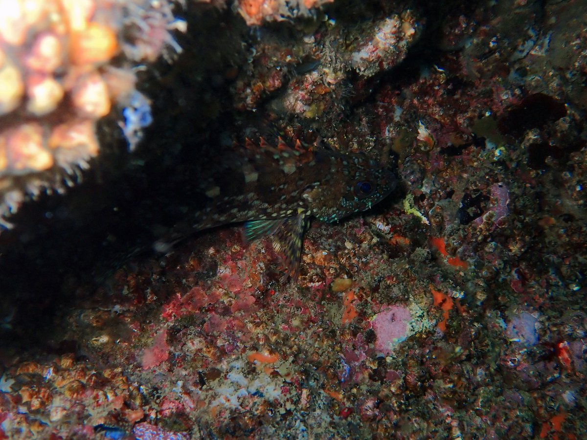 初めての水中撮影
潜りながら撮影すんのが想像以上に難しかった…
被写体ドアップの写真ってどうやってとるんですか...？
とりあえず今シーズンはカメラ持って潜りまくります