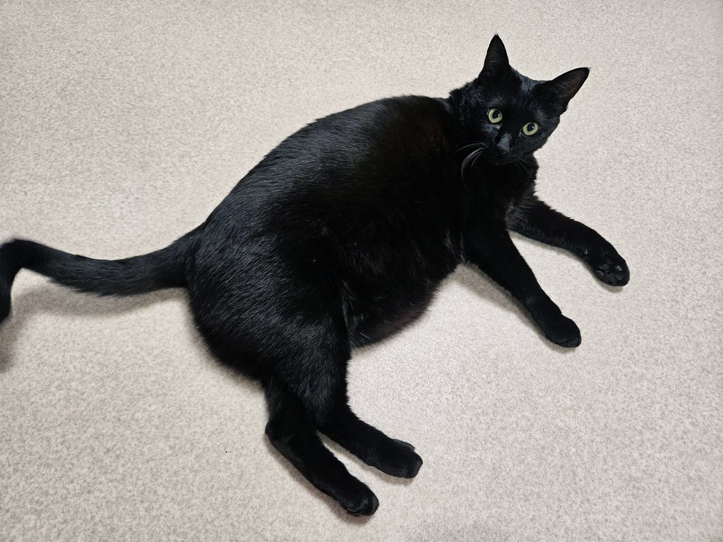 루나 5.2kg     .....    세라 7.1kg
루나가 너무 마른거같아서 체중 쟀는데 혹시.. 혹시 루나가 평균이고 세라가 됒이......?