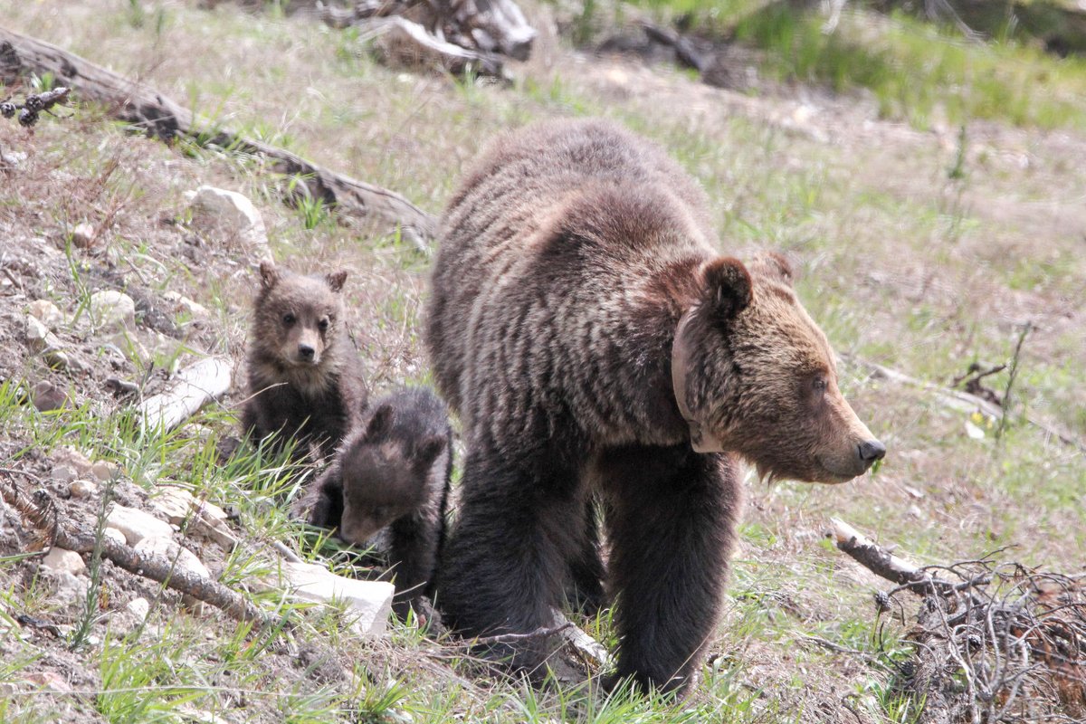 YellowstoneNPS's tweet image. To all mothers, we appreciate you. Happy Mother's Day! 💛