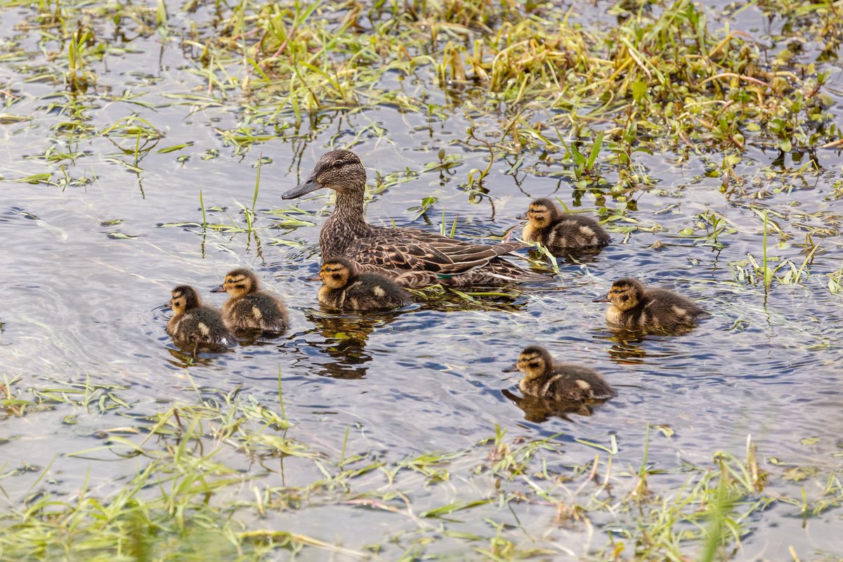 YellowstoneNPS's tweet image. To all mothers, we appreciate you. Happy Mother's Day! 💛