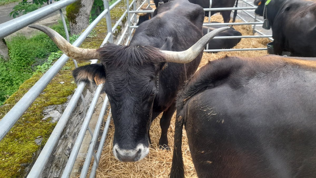 #Herrian 🎙 El tiempo ha acompañado en la XXI Feria del Perretxiko y la Vaca Terreña de #Kuartango 📻 Mañana a las 20H os lo contamos

<a href="/Kuartango_Udala/">KUARTANGO</a> <a href="/AnanakoKuadrila/">Cuadrilla de Añana</a>