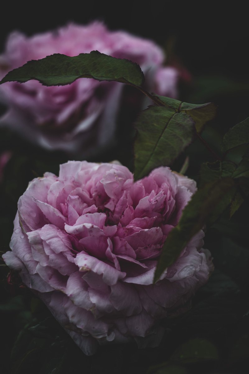 suna_keshi's tweet image. 今日も一日おつかれさまです♪
#matte 
#rose 
#公園ライフ