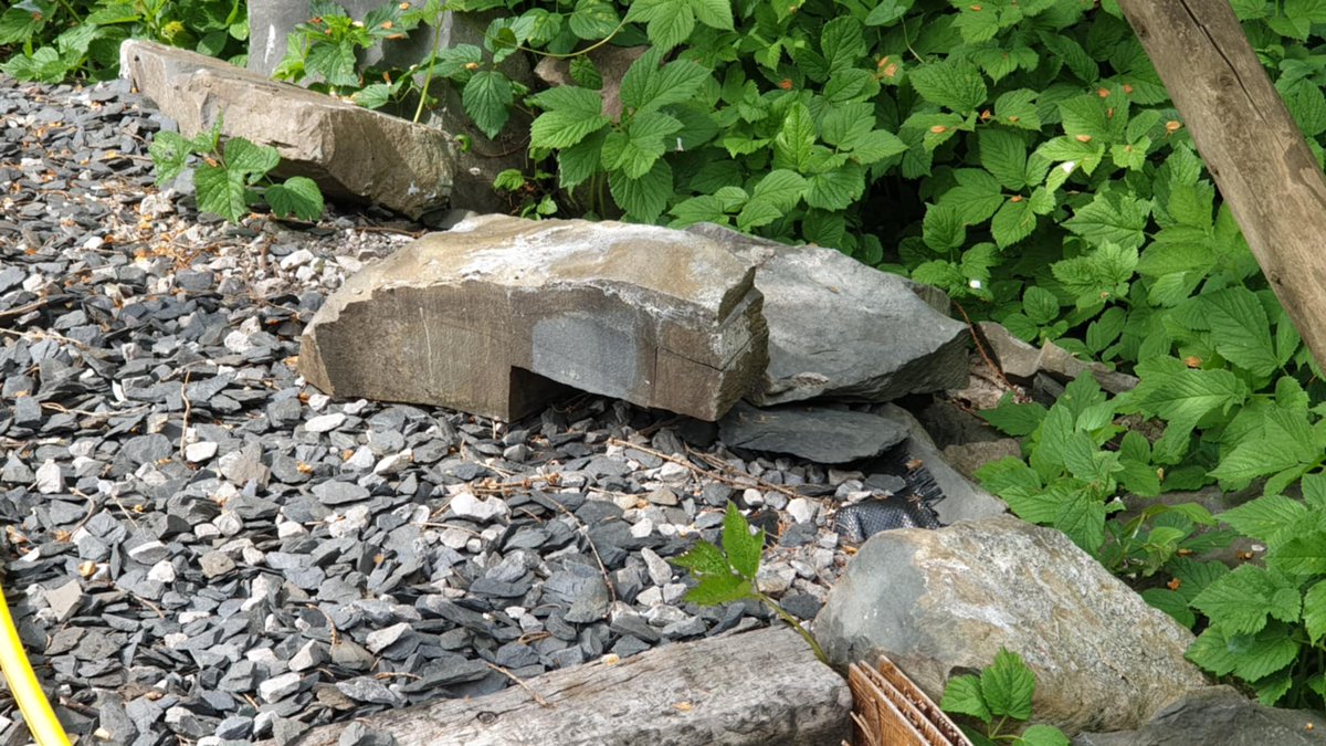 Here, we have a curved 3x1 slope out in the wild, basking in the afternoon May sunshine.
Their smaller LEGO cousin, though less grand, is no less impressive.
Our Rick's Spaceship model features no less than 22 of them! 
Pick yours up here: youngbricks.co.uk/product/ricks-…

<a href="/RickandMorty/">Rick and Morty</a>