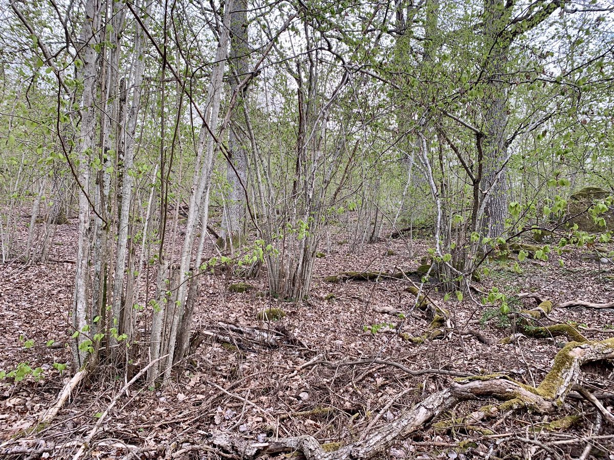 May is an incredible month to field record birds here in Sweden. This morning, it was Eurasian Bittern, as well as a host of newly returned migrants. Topped off with another stunning Black Woodpecker encounter…