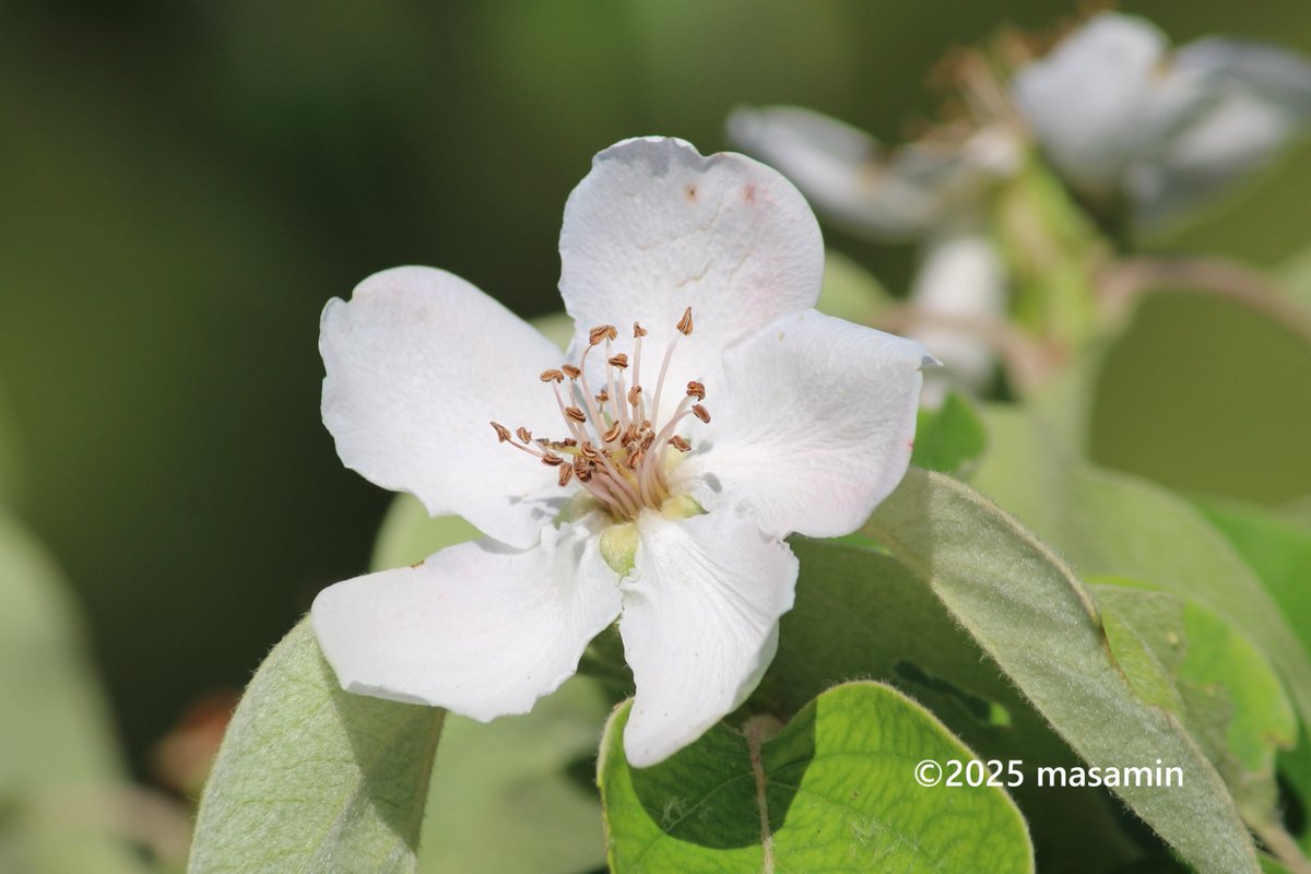 MasaMiyatakun's tweet image. #マルメロ

別名　セイヨウカリン（西洋花梨）
学名　Cydonia oblonga
英名　Marmelo, Quince
バラ科マルメロ属の落葉高木、中央アジア原産

#山田池公園 にて on Apr 24, 2025