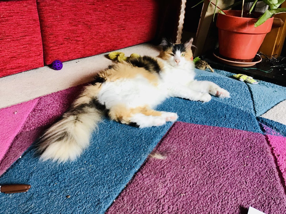 Although it’s #catboxsunday I decided to lounge on the lounge rug after a morning in the lilac tree and hedgepatrol  Maisie xx