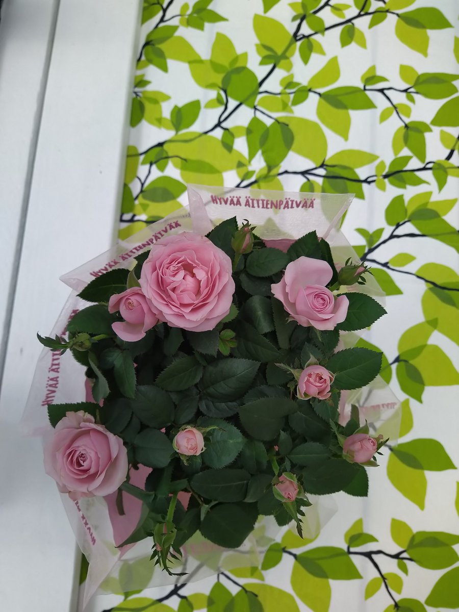 ArlinTiina's tweet photo. Äiti sai äitienpäivä ruusun. Täytyy tuo varmaan veljeni pihalle maahan istuttaa. #ruusu #äitienpäivä #äiti https://t.co/RFPGijouOK