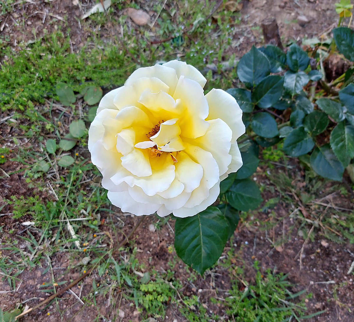 megpanos's tweet image. Πεύκη, Rose #greece #attica #pefki #spring #plant #plants #leaf #leaves #flower #flowers #rose #roses