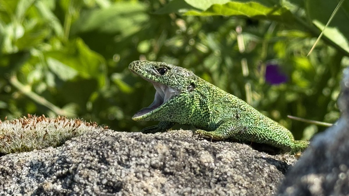 hannes_1961's tweet photo. Luckily my sand lizard population is so chilled! 🦎🦎🦎🦎🦎🦎🦎🦎🦎🦎🦎
#SandLizards #Zauneidechsen #Remstal https://t.co/gkPa9xiBfC