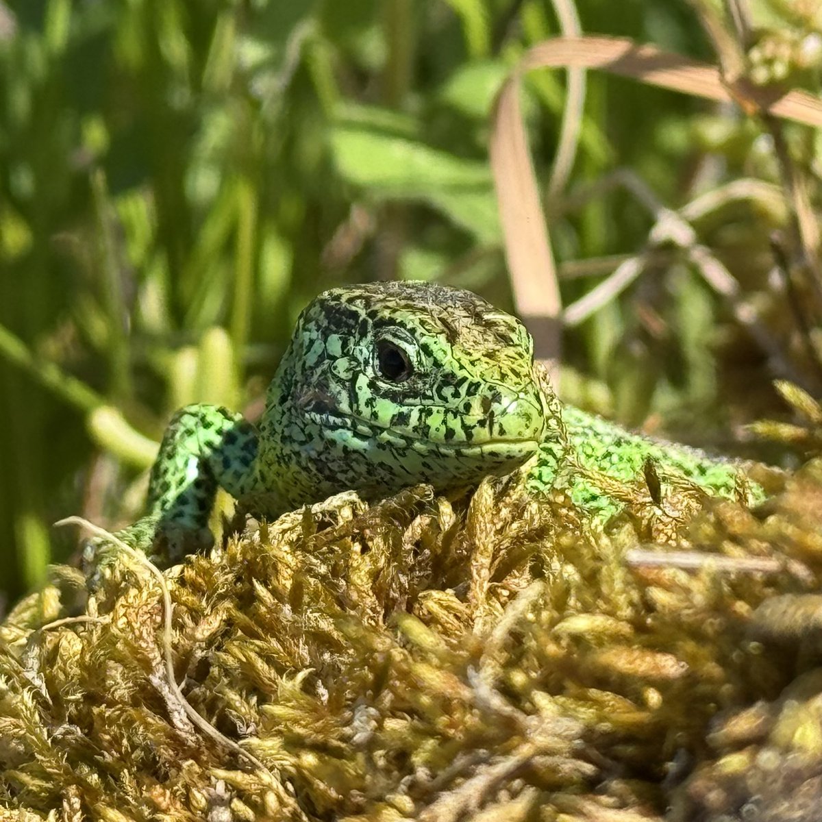 hannes_1961's tweet photo. Luckily my sand lizard population is so chilled! 🦎🦎🦎🦎🦎🦎🦎🦎🦎🦎🦎
#SandLizards #Zauneidechsen #Remstal https://t.co/gkPa9xiBfC