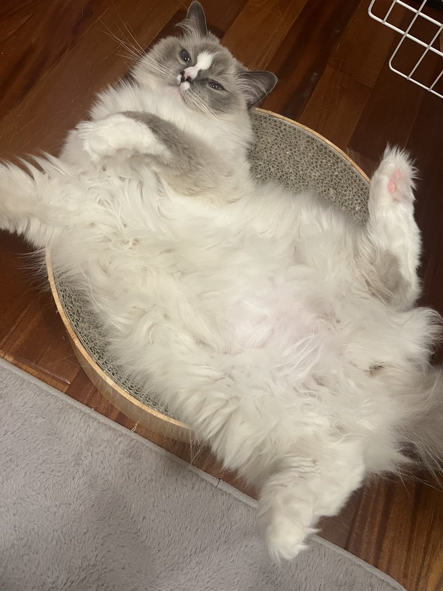Twmmm1129's tweet photo. 猫マジで可愛いんで見て https://t.co/EgBU4gFBIY