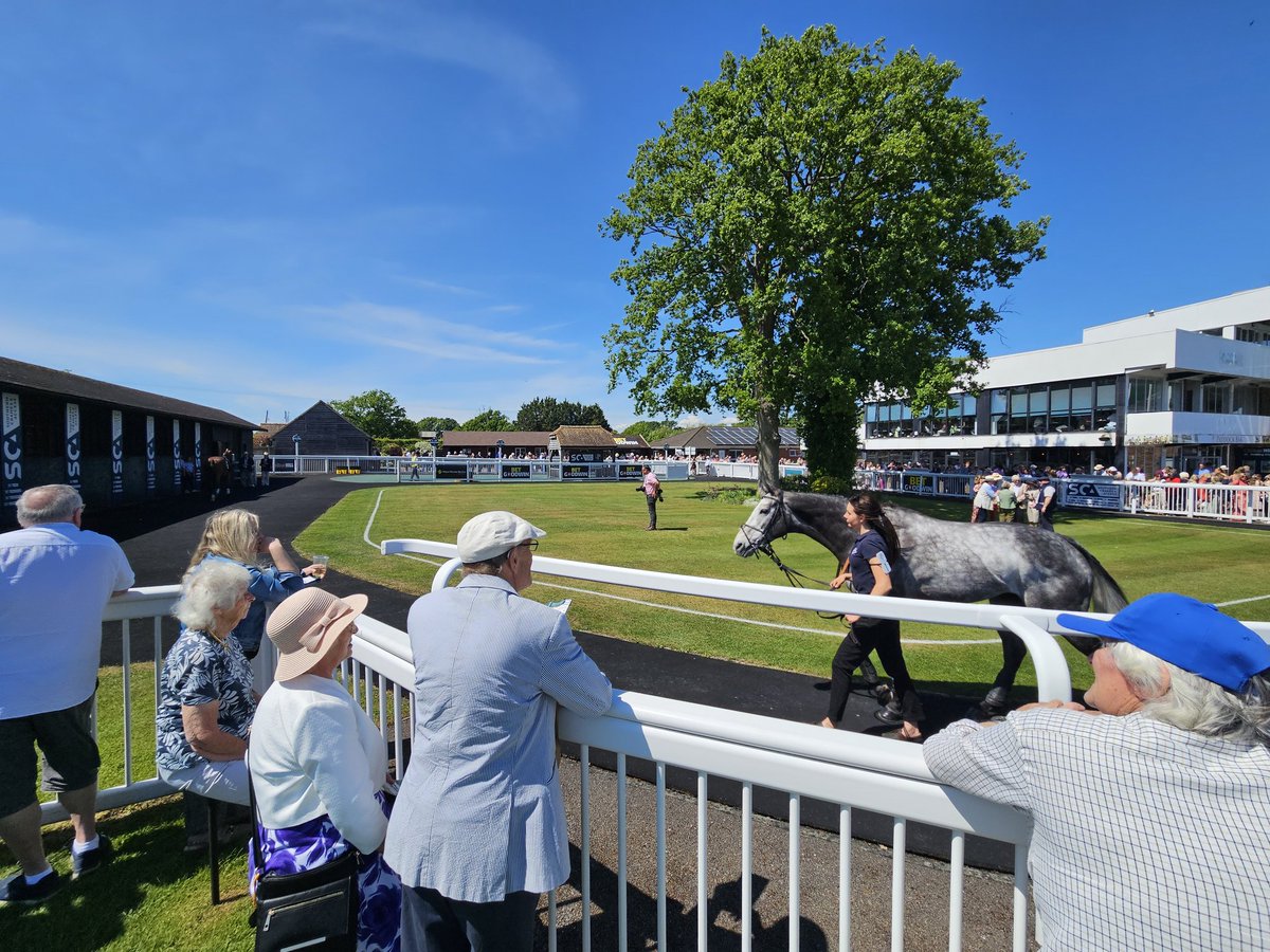 Bernie (@netmnp) on Twitter photo Bahamian Breeze in the paddock early. My idea of the winner in the first <a href="/plumptonraces/">Plumpton Racecourse</a> Bahamian Breeze in the paddock early. My idea of the winner in the first <a href="/plumptonraces/">Plumpton Racecourse</a>