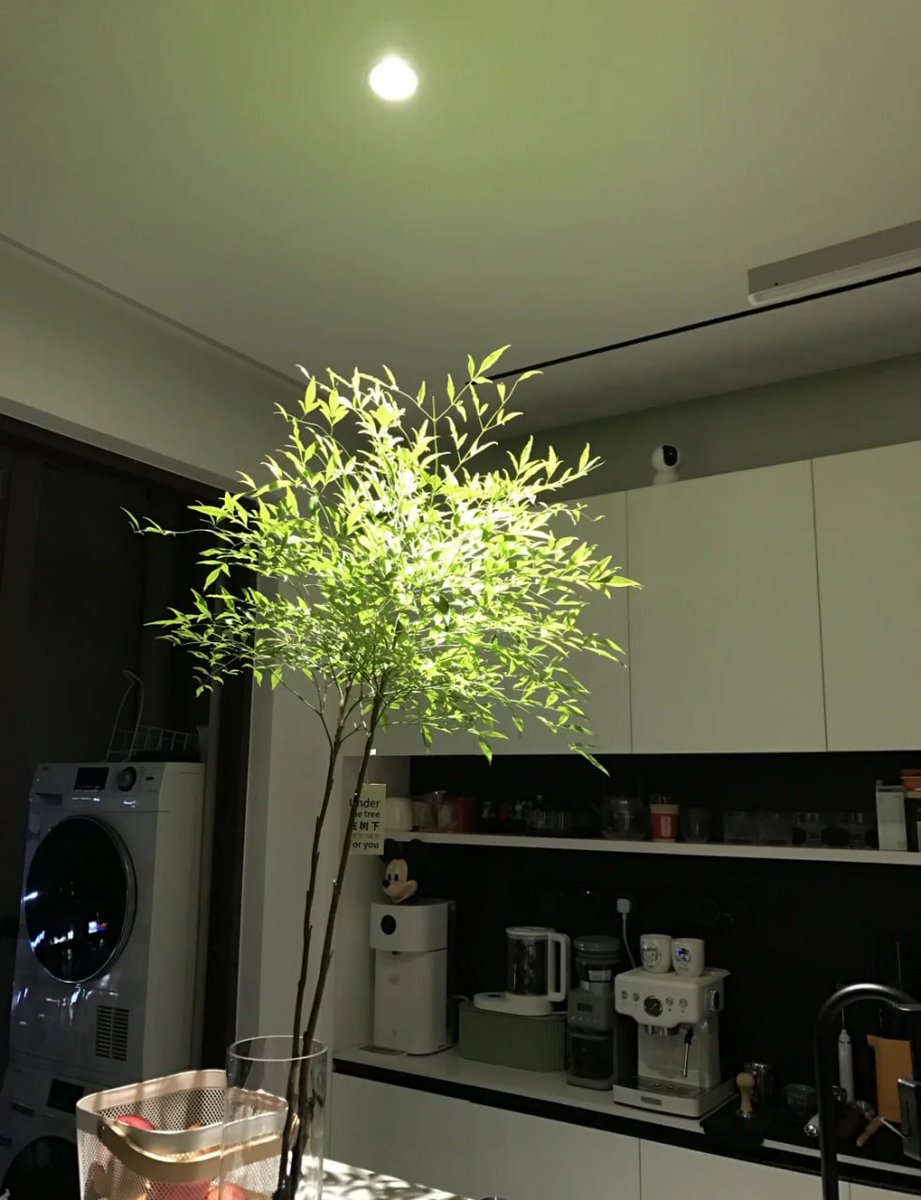 根系のない切り花なら、葉っぱが散らかる心配なし！夜にライトをつけると、まるで森のような雰囲気🌿✨