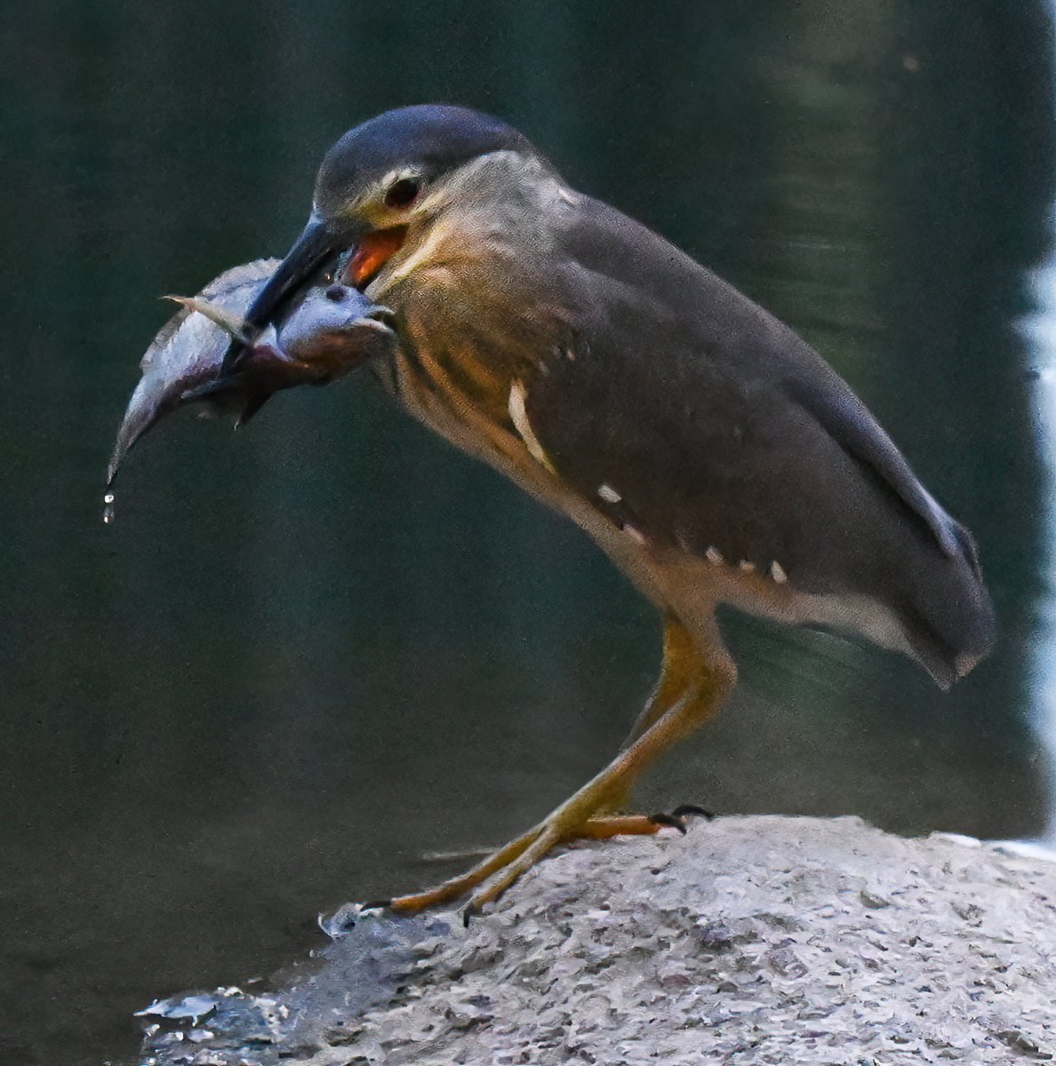 Night heron looking very happy with its supper. Shenzhen. May 2025. Nikon Z6 120mm f4 iso 1600 1/30s.  Bit grainy but not bad considering how little light there was.
