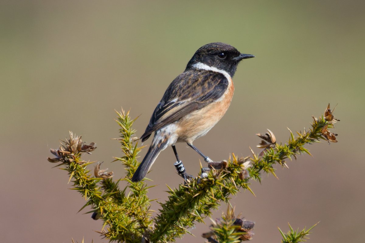 Michael80798575's tweet image. Stonechats 6J and Partner seen in sutton Park +one juvenile seen #stonechats @Natures_Voice @RSPBbirders @RSPBEngland @RingersWm @WestMidBirdClub @Saxicolaobs @SuttonParkNNR @BBCSpringwatch