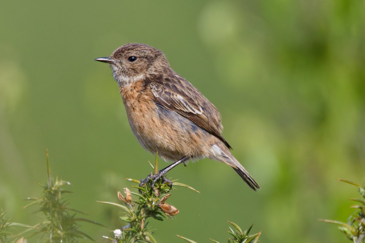 Michael80798575's tweet image. Stonechats 6J and Partner seen in sutton Park +one juvenile seen #stonechats @Natures_Voice @RSPBbirders @RSPBEngland @RingersWm @WestMidBirdClub @Saxicolaobs @SuttonParkNNR @BBCSpringwatch