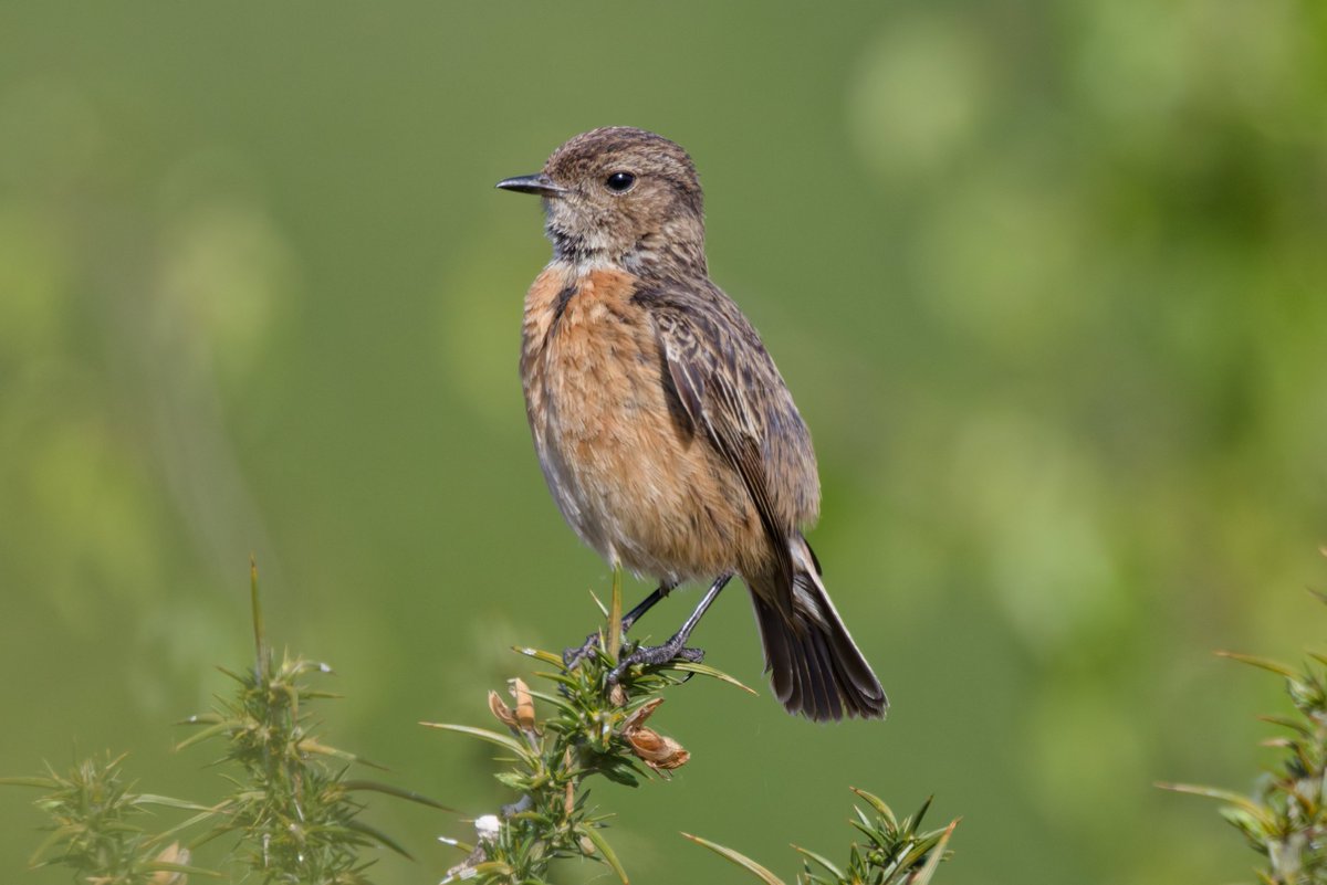 Michael80798575's tweet image. Stonechats 6J and Partner seen in sutton Park +one juvenile seen #stonechats @Natures_Voice @RSPBbirders @RSPBEngland @RingersWm @WestMidBirdClub @Saxicolaobs @SuttonParkNNR @BBCSpringwatch