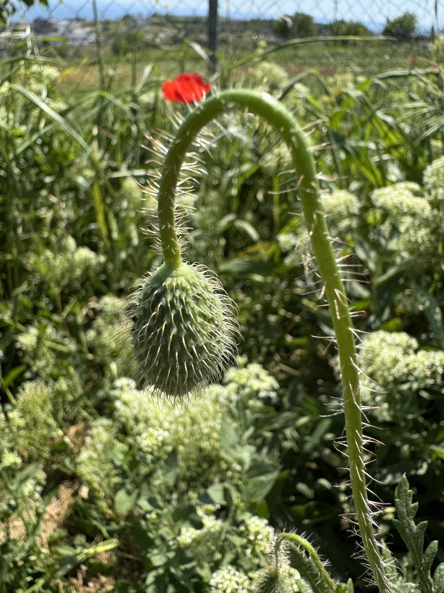 Poppies in full bloom under the Tekirdağ sun. 
#Tekirdağ #Wildflowers #Poppies #SpringInTürkiye #RuralBeauty