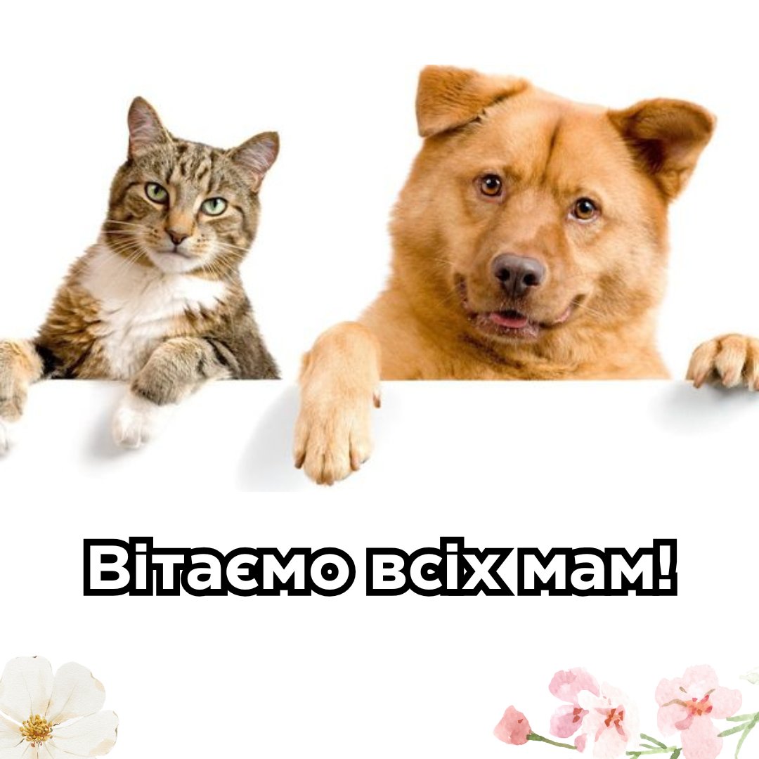 petstore_ezoo's tweet photo. Ми все бачимо! Як вас не вітають ваші дітки 😔 Тому ці двоє зроблять це за них. З Днем матері, любі! Навіть якщо у вас шерстяні дітки. 

#деньматері #ezoo https://t.co/5TrwGZ2EDo