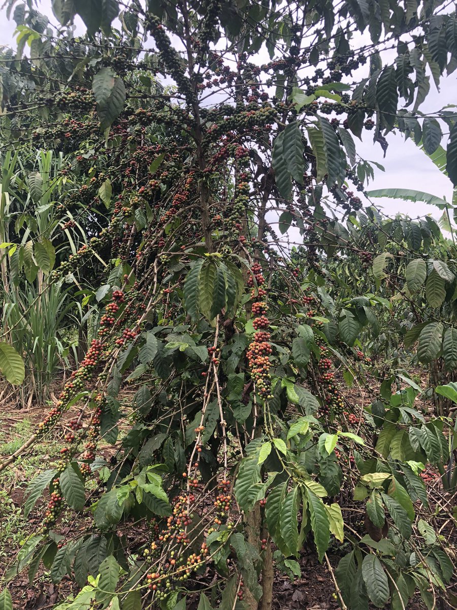 Dellma’s Orgarnic Farm tweet media