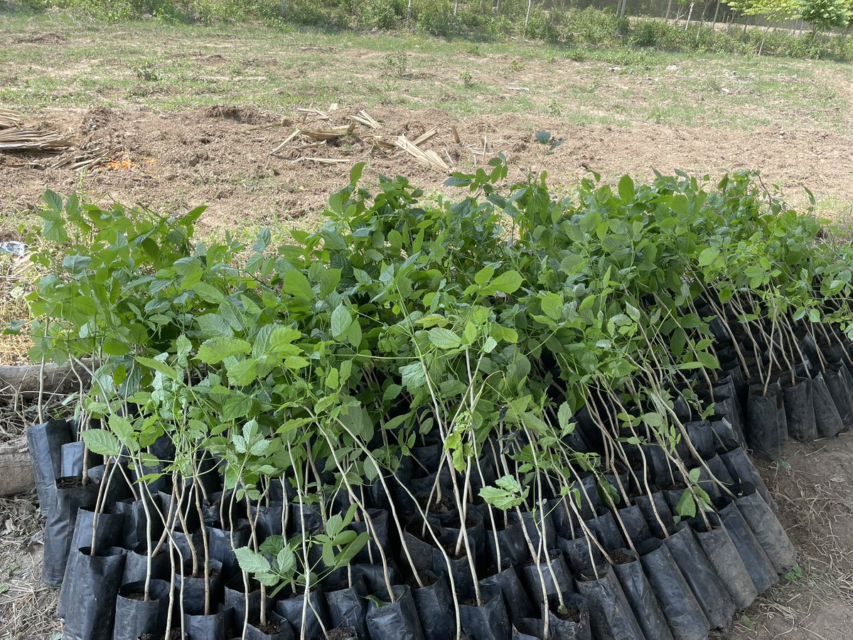 DECOFORES's tweet photo. Plantas de Primavera (Roseodendron donnell-smithii), producidas en el Vivero Forestal Huehuetán para establecer sitio experimental. @CONAFOR @SemahnChiapas https://t.co/BPVdSzbNz9