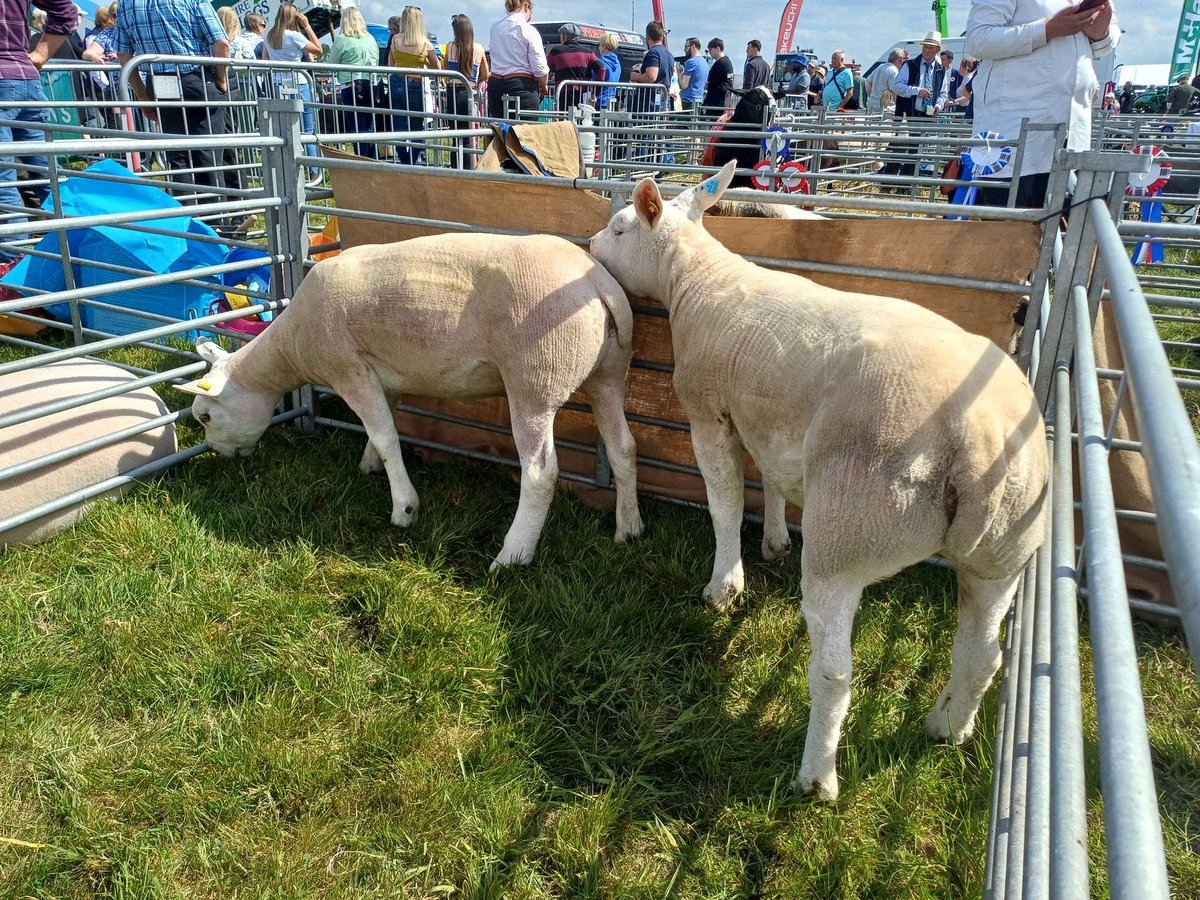 Third Show outing of 2025 and off to Ayr Show (Ayrshire Agricultural Association)   

6 Sheep, 2 Prizes:
6️⃣th Beltex Shearling Ram (Roadend Kristoff - Lamington Del Boy/Roadend Fantastia)
🥉Texel Group of Three (Shearling and 2 Gimmers)