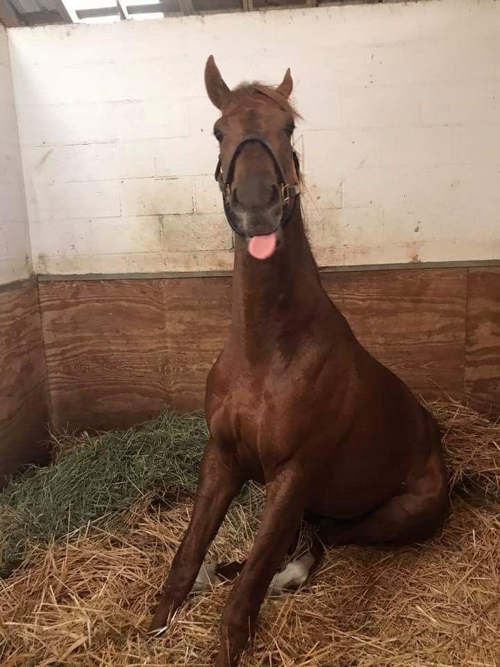 horse sitting in stall sticking tongue out very cheeky so silly so sweet