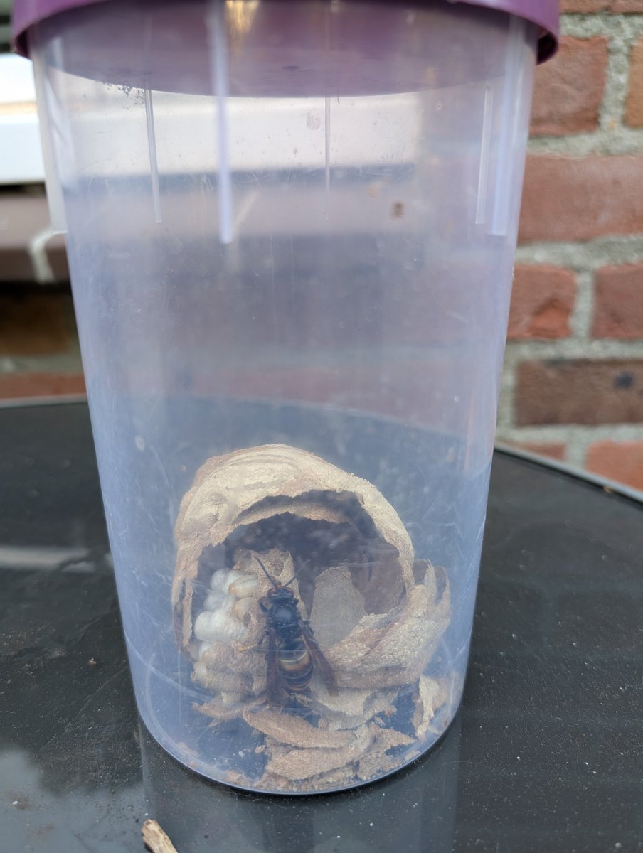 Zojuist embryonestje in de gemeente Bloemendaal weggehaald #bloemendaal #aziatischehoornaar