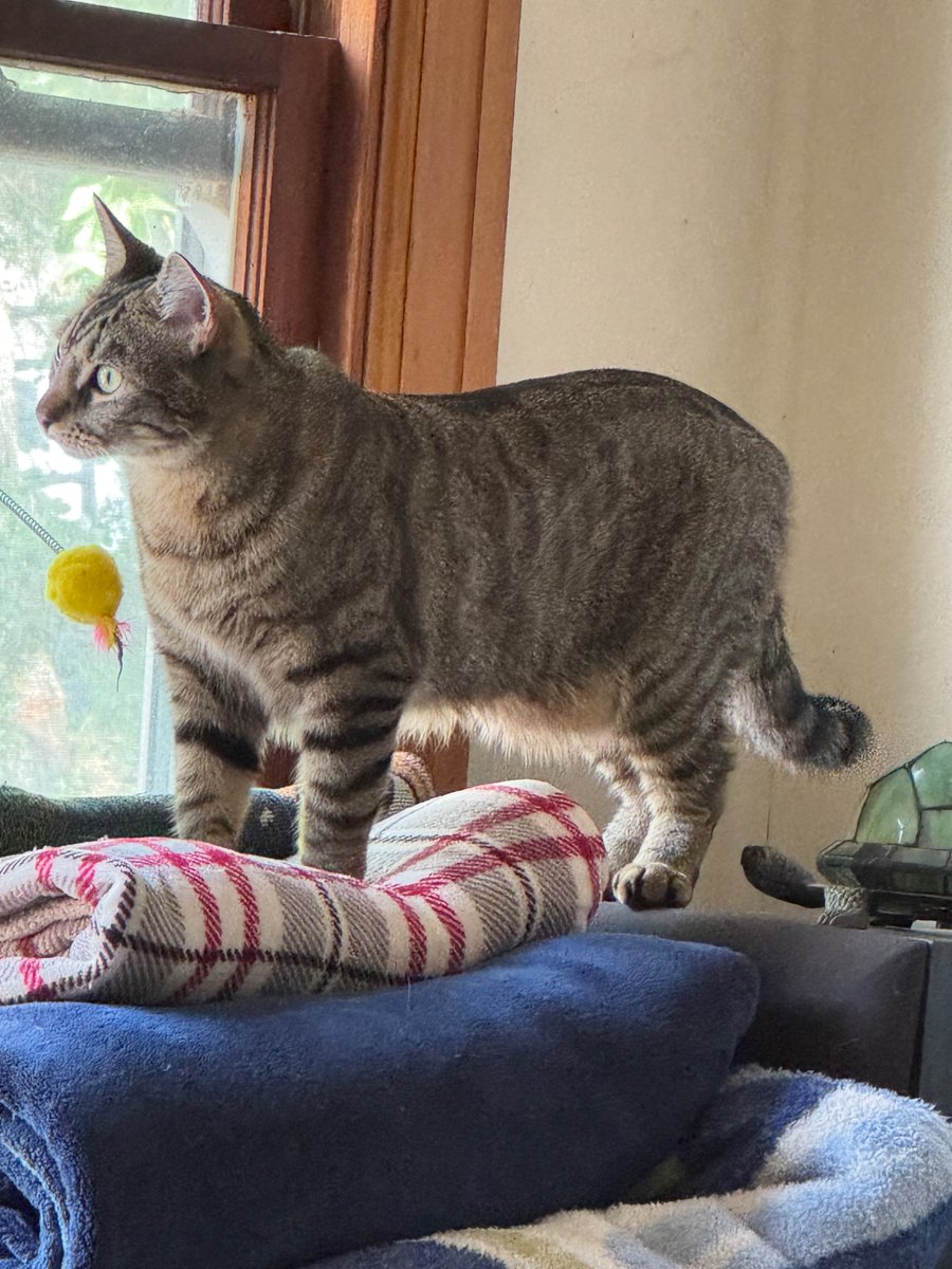 We are enjoying a sunny morning. 
Brofurs Tee and Einie are working on a DUVET #Hedgewatch
Brofur Robbie is trying to catch a bug🦟
And I am watching and listening to the woodpeckers. I love them!
🤎Riddle
