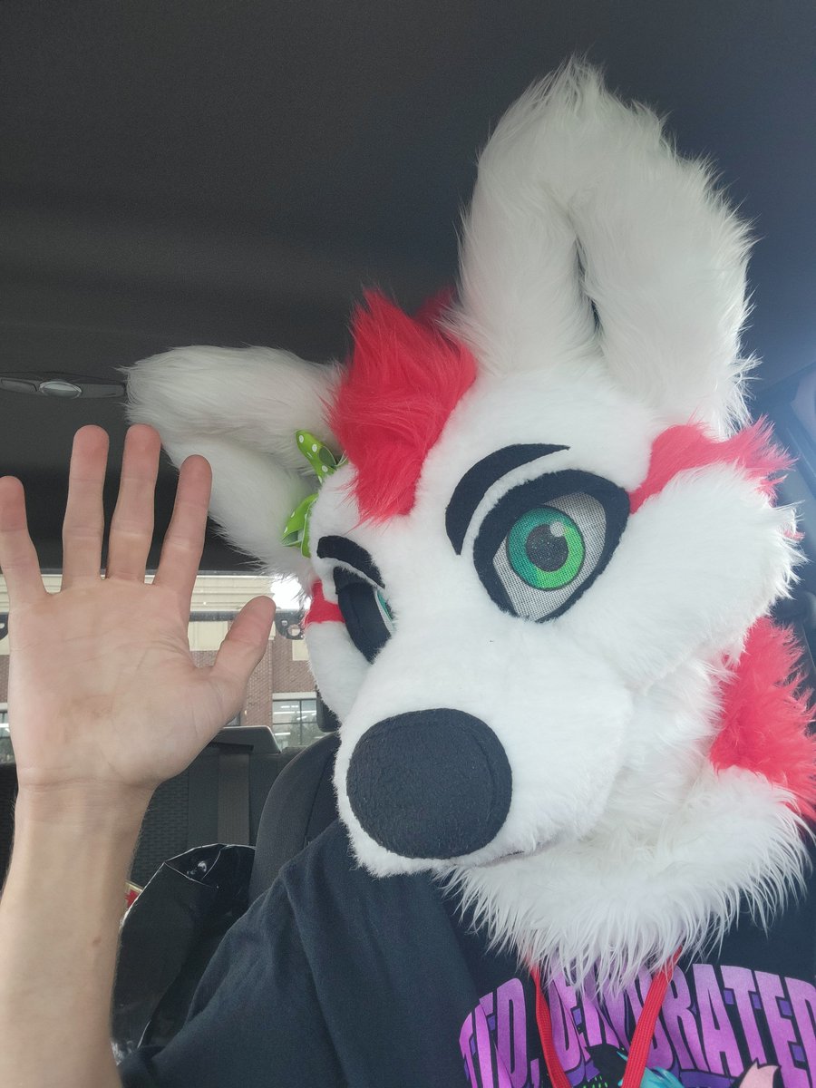 ChiliTheHusky's tweet photo. Never posted a pic, but about a week ago I stumbled upon a fursuit head on marketplace and instantly fell in love with it.  Meet Peppermint (Minty) the wolf. I intend to take him to various car shows, furmeets, and just about everything else I can take him to. https://t.co/DNySEJFhqm