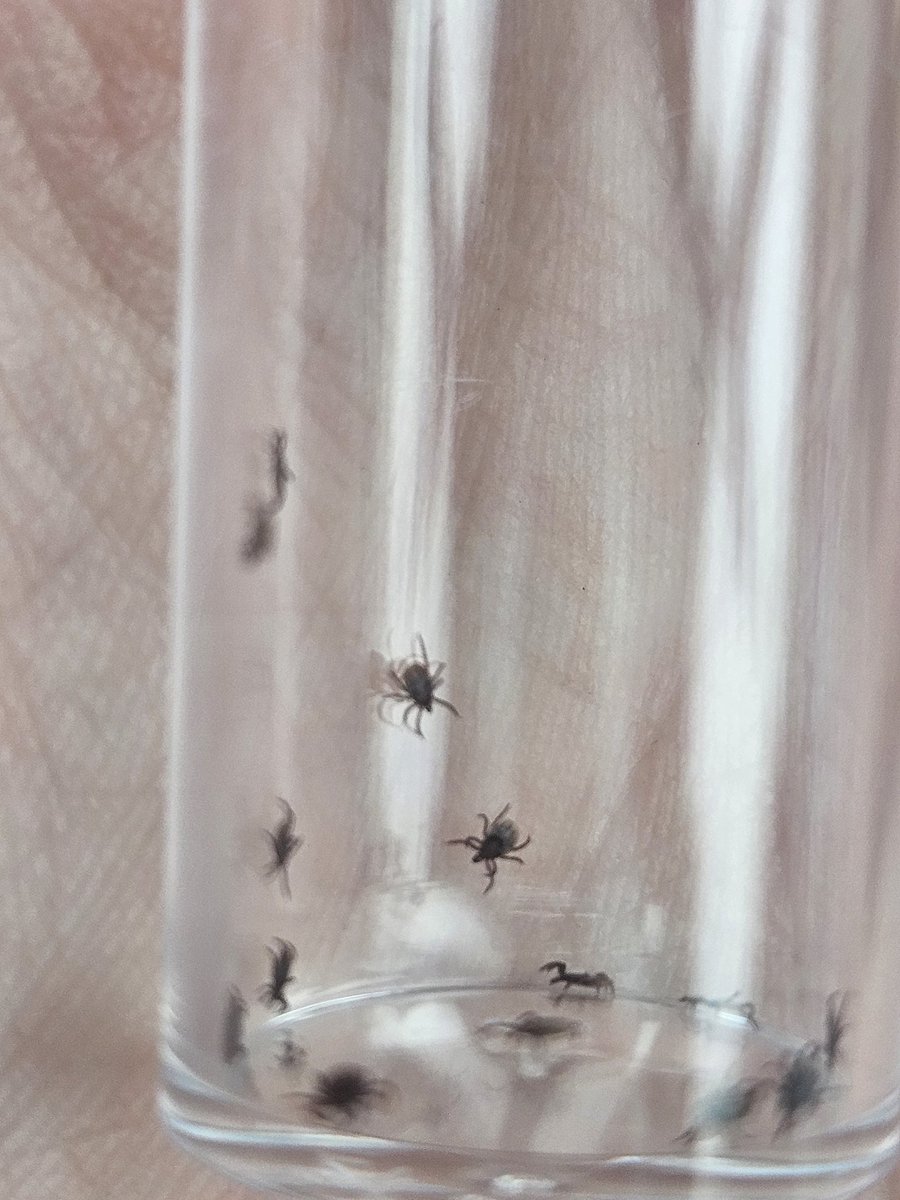 Collecting ticks in Fermanagh again - this time for the National Tick Survey. 
Members of the public/vets/clinicians can also get involved with the  UK Tick Surveillance Scheme here: gov.uk/guidance/tick-…

#Ixodes #Zoonoses #TickborneDisease #LymeDisease  #OneHealth
