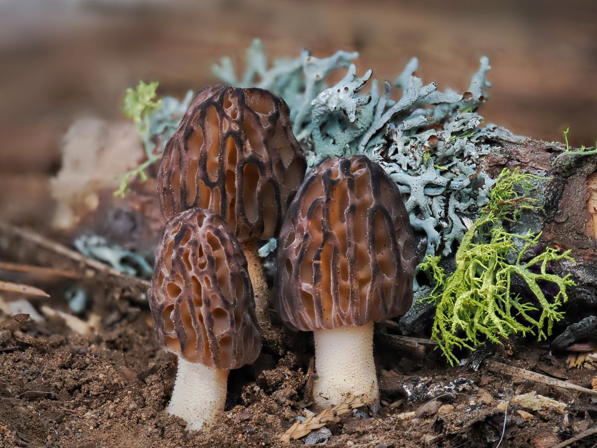 AlanRockefeller's tweet image. Morchella brunnea from the Tahoe National Forest, California, USA.

Under white fir, Jeffrey pine and incense cedar, 4800 feet elevation.

iNat 280158813 / MO 573939

#morchella #fungi #fungifriends #ascomycota