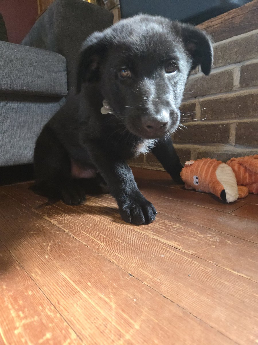 Well it didn't take too long. I would like to welcome Nox to the family. He is a 8 week old German Shepherd. All black with a little white on his chest.
