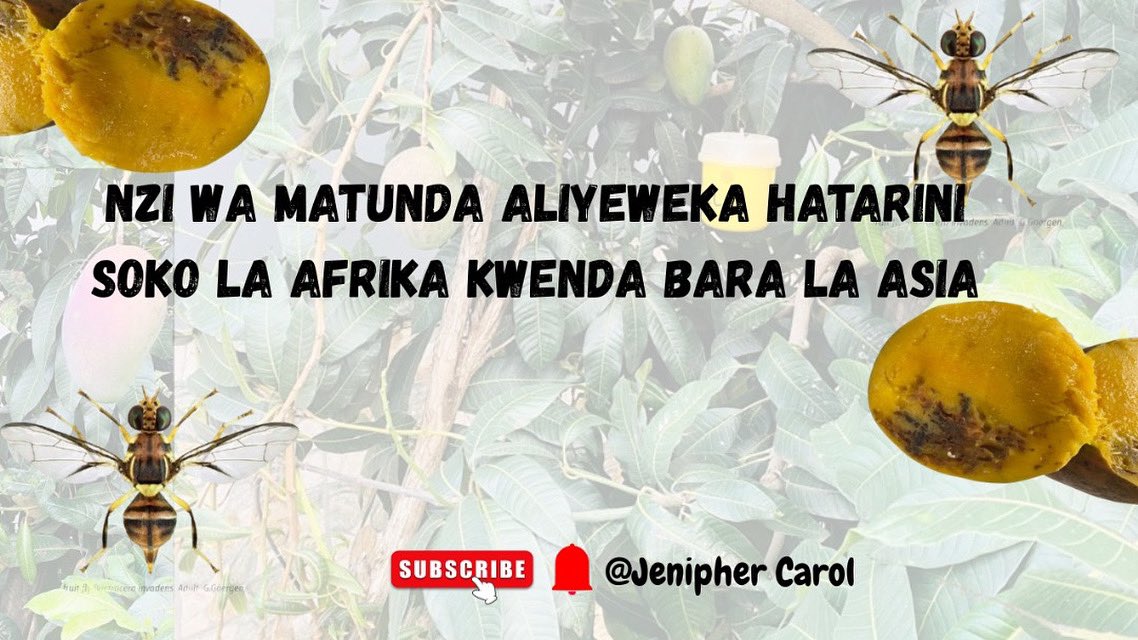 jenipher_carol's tweet photo. https://t.co/wkAD4Bengg #fruitfly #agriculture @SokoineU @KilimoHai @taha_tanzania @MkulimaLife https://t.co/NhZ3DAXMLi