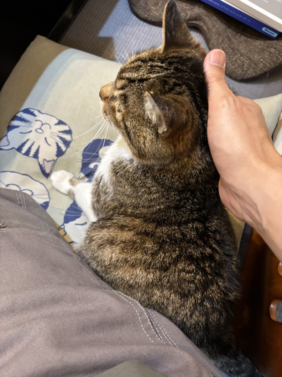 今日のまめ
＃猫のいる暮らし　＃猫のいる幸せ　＃猫　＃まめ