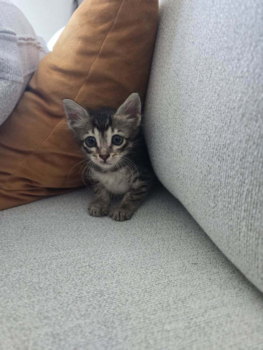 adopted this absolute asshole 

what should I name him? (Or her, I have no idea how to tell tbh)