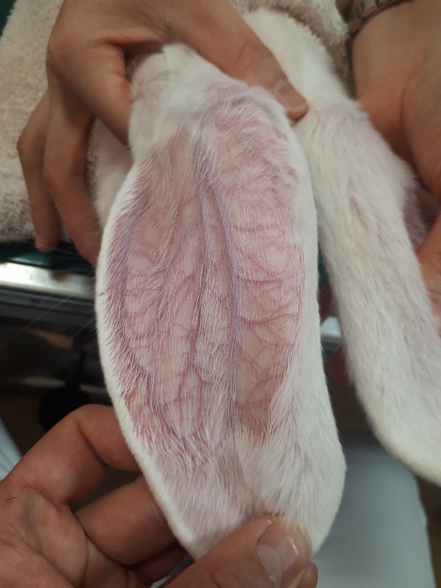 bunnygrasstopic's tweet image. #うさぎ
採血や静脈点滴は長い耳の血管を利用する。 長いからね。耳が大きいからね、血管も長いよね。
・・・・・・・・そう、
ネザーランドドワーフやドワーフホトは大変なのです。