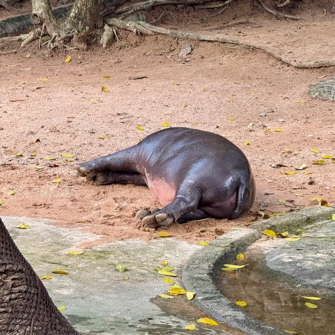 แค่นอนโชว์พุง คนเดินผ่านก็กรี๊ดแล้ว
#hippo #PygmyHippo #ขาหมูแอนด์เดอะแก๊ง #หมูเด้งจะเด้งกี่โมง #Moodeng #พี่ขาหมู #สวนสัตว์แปลกเขาเขียว