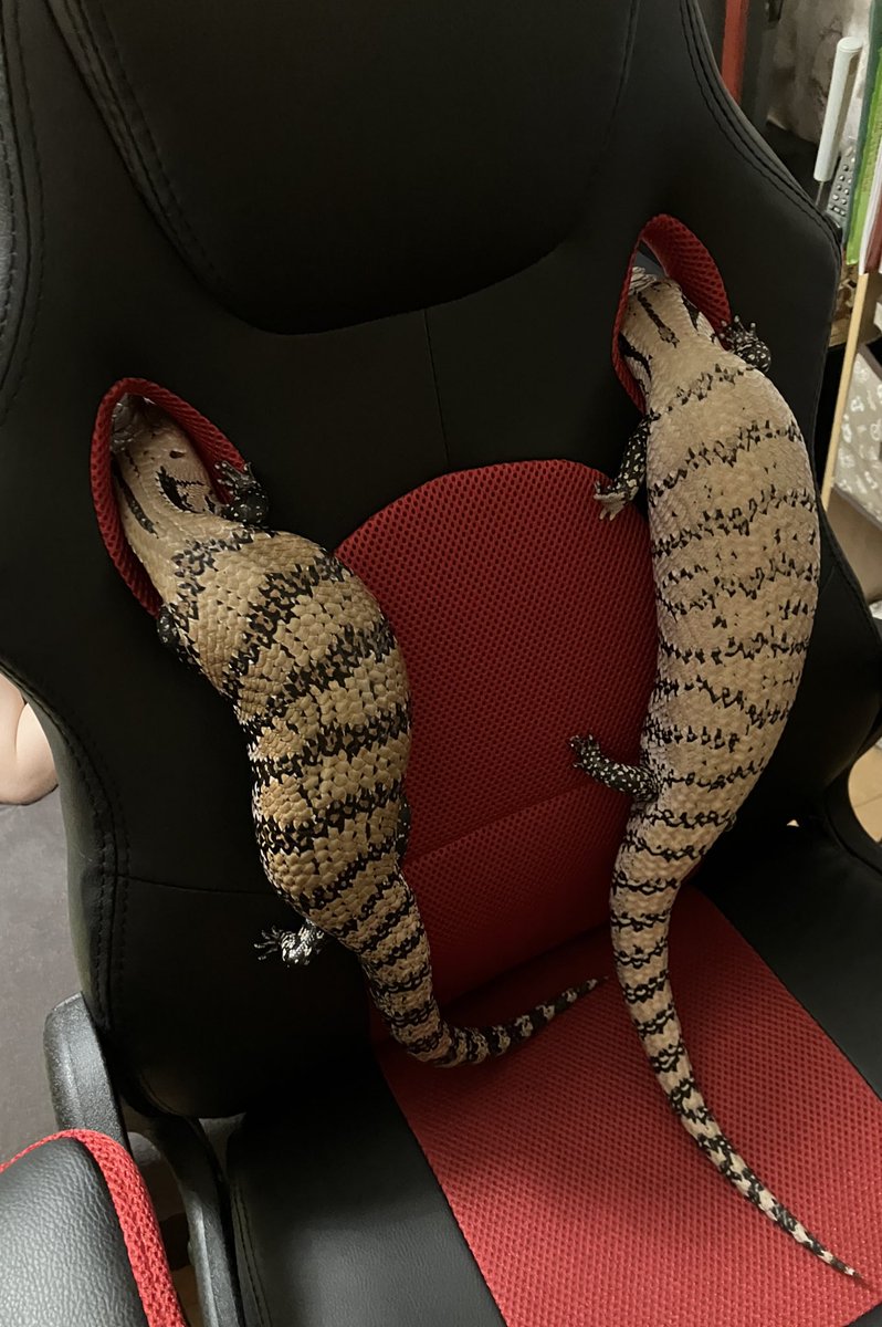 ゲーミングチェアの穴からチラリ🦎
 #アオジタトカゲ