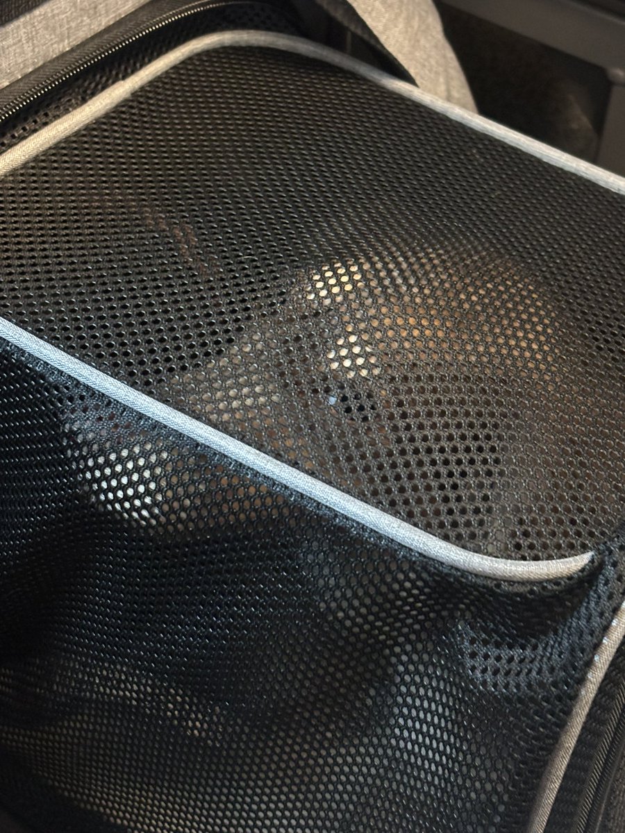 hinano_tanaka's tweet photo. 移動中チャックを壊そうとする蒼、、
開かなくて若干怒りながらこっちを見てくる https://t.co/MC55klWmSX