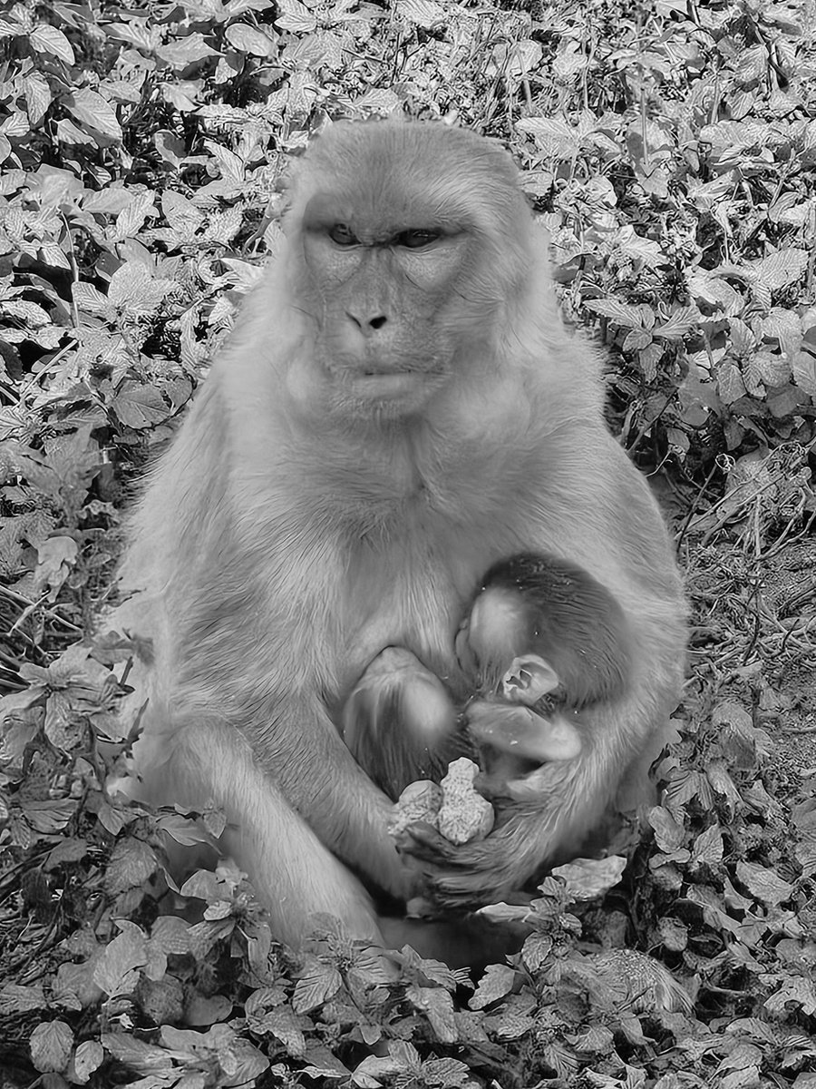 Happy Mother's Day from all of us at the Caribbean Primate Research Center! Today we honor the selflessness of mothers, like this rhesus macaque caring for her twins, whose tireless investment shapes the future.