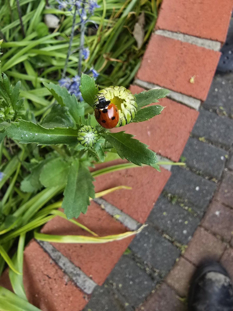 Pete_HeavyRain's tweet image. Lovely and sunny in the garden today, first ladybird sighted :)