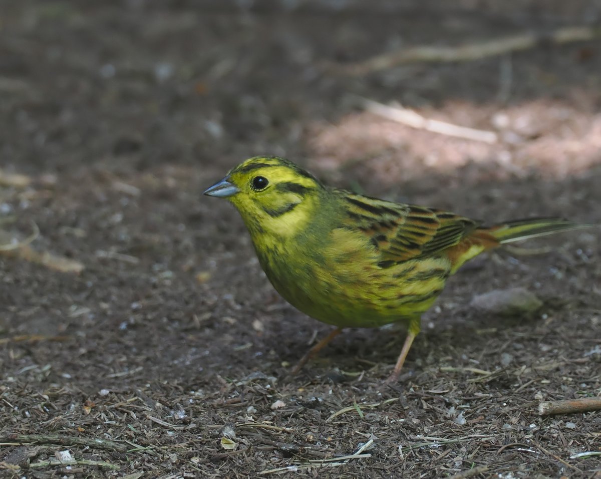 Andrew Whitehouse (@anthrobirder) on Twitter photo We usually get one or two pairs of Yellowhammers breeding around Girdle Ness but they've been quiet this year. I was pleasantly surprised then to see a pair at the feeding station in St Fittick's this morning, as well as another by the lighthouse. We usually get one or two pairs of Yellowhammers breeding around Girdle Ness but they've been quiet this year. I was pleasantly surprised then to see a pair at the feeding station in St Fittick's this morning, as well as another by the lighthouse.