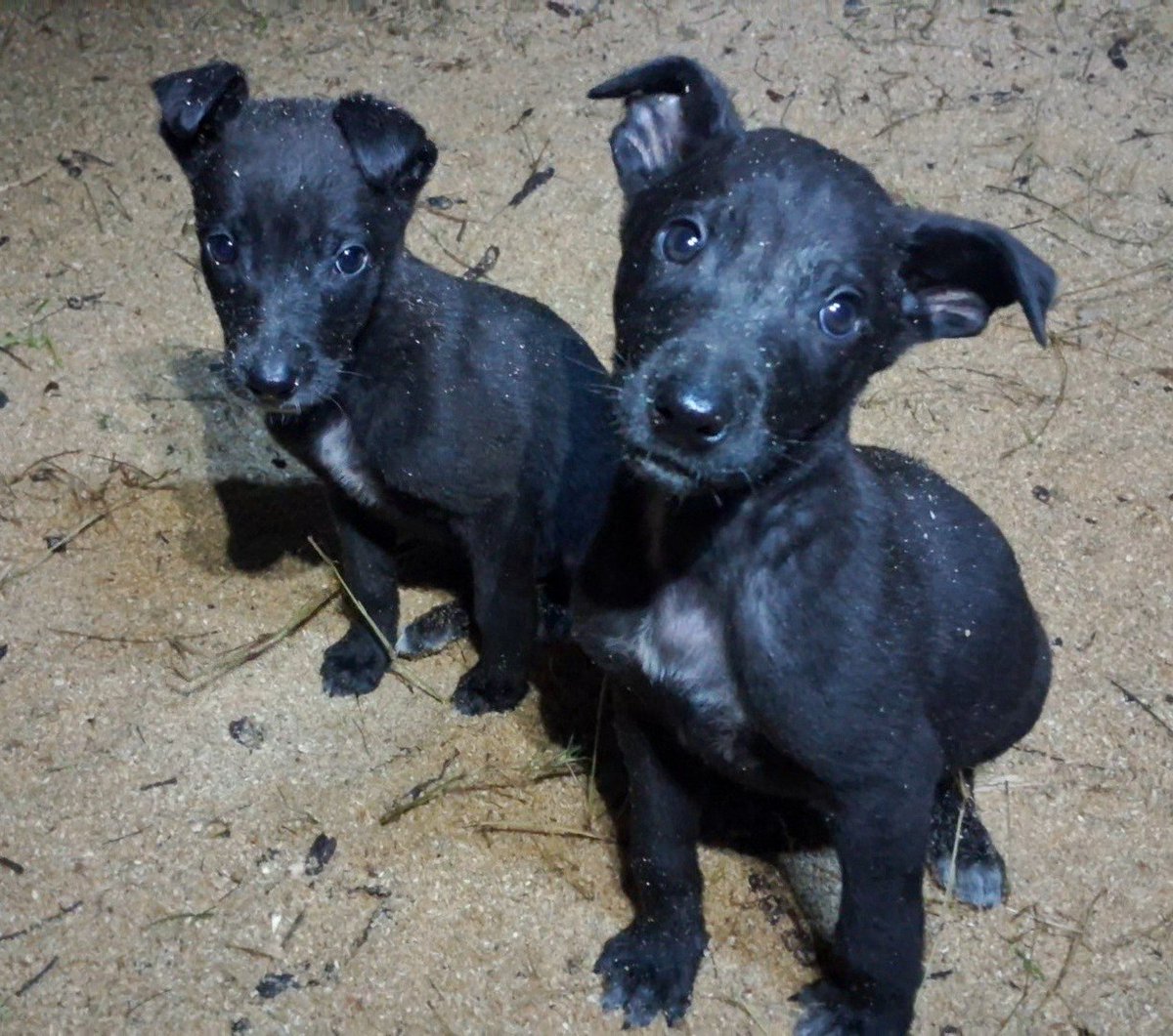 Pareja de cachorritos, de un mes y medio, en adopción. Se encuentran abandonados en el bosque y sus esperanzas de vida no son alentadoras si no encuentran un hogar. Si deseas darles(s) ese hogar que tanto necesitan, comunícate al +56954452580. Favor RT!
#Concepción
