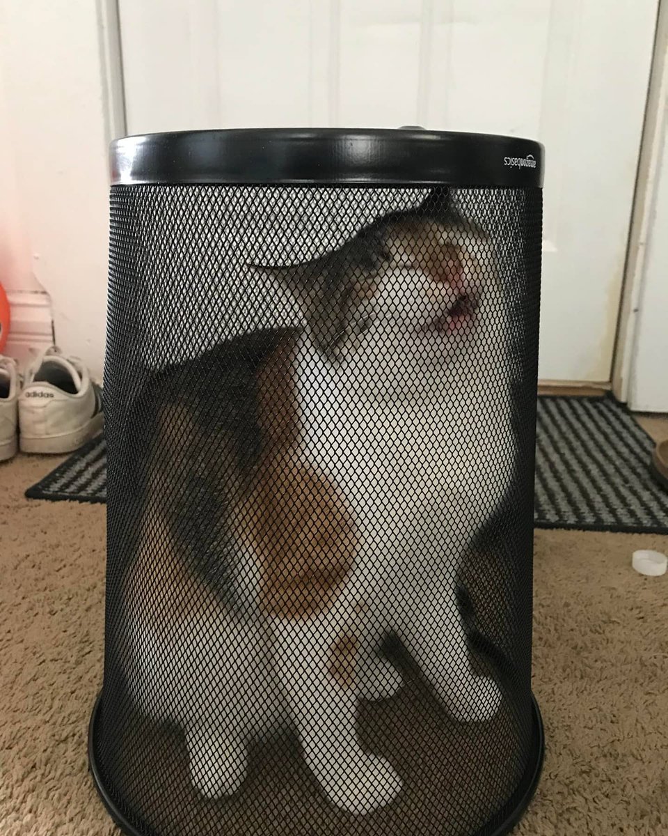 Punch Cat (@punchingcat) on Twitter photo 