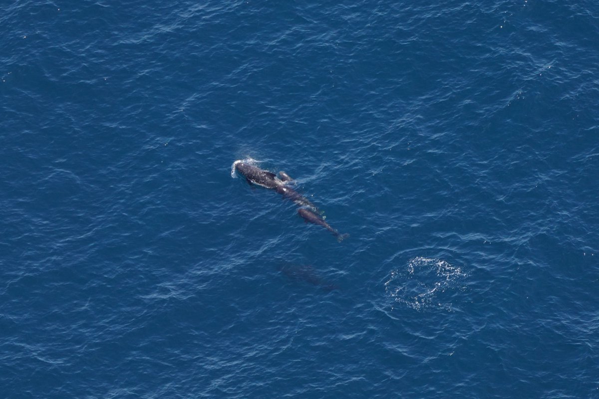 National Ocean Protection Coalition (NOPC) (@oceancoalition) on Twitter photo This Mother’s Day we celebrate mother figures everywhere, including the ocean.
@neaq's aerial survey over the Northeast Canyons & Seamounts spotted whale moms w/their babies, including a pilot whale “daycare” with 4 calves!
<a href="/POTUS/">President Donald J. Trump</a> must not remove protections for this area. This Mother’s Day we celebrate mother figures everywhere, including the ocean.
@neaq's aerial survey over the Northeast Canyons & Seamounts spotted whale moms w/their babies, including a pilot whale “daycare” with 4 calves!
<a href="/POTUS/">President Donald J. Trump</a> must not remove protections for this area.