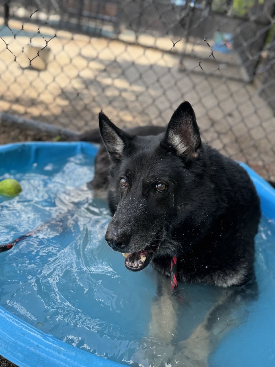 Pennsylvania SPCA (@pspca) on Twitter photo Dondo, a retired K9, bravely served our country, but his post-service life was filled with neglect. We rescued him, but he still needs a real home. Dondo is loyal, sharp, & looking for someone with K9 experience. If that could be you, please send an email to gkocher@pspca.org. Dondo, a retired K9, bravely served our country, but his post-service life was filled with neglect. We rescued him, but he still needs a real home. Dondo is loyal, sharp, & looking for someone with K9 experience. If that could be you, please send an email to gkocher@pspca.org.