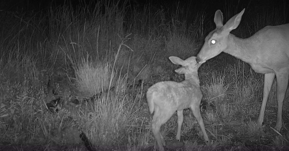 To all the moms out there, much love and appreciation! Here, a white-tailed deer and her fawn share a moment in the foothills of the Huachuca Mountains. 💚

#SkyIslands #MothersDay #DiaDeLaMadre #BorderWildlifeStudy