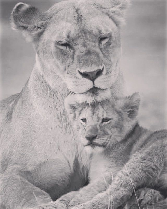 Happy Mother’s Day to all our great moms in the #VCALionsUniverse‼️ 🦁❤️