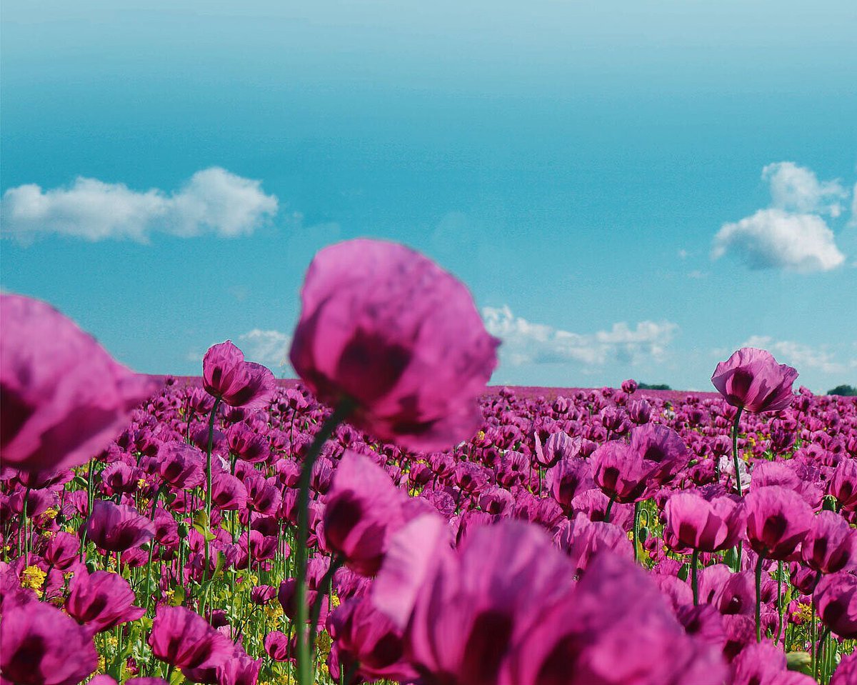 GoldrauschEntS's tweet photo. Schönen fröhlichen #Muttertag 💐
Wunderbaren #Feiertag für jede Frau🌞
Happy #MothersDay 💐
Beautiful #holiday for every woman🌞
Feliz #DíaDeLaMadre 💐
Que tengan unas hermosas fiestas todas las mujeres🌞
#Muttertag2025 #mothersday2025 #MutterErde #MotherEarth #Natur #Life💚 https://t.co/vMVZ1oFn1W